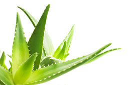 21-aloe-9