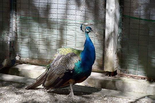 29-oikologiki-giorti-karditsas-pagoni