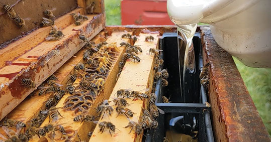 10-texniti-diatrofi-biologiki-melissokomia