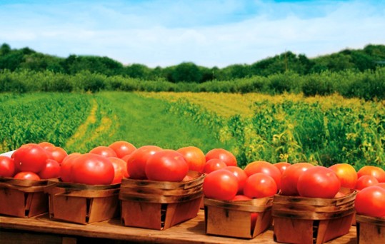 biologiki agora karditsa