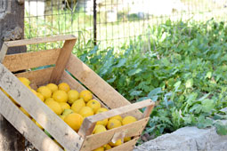 21-lemonia-9