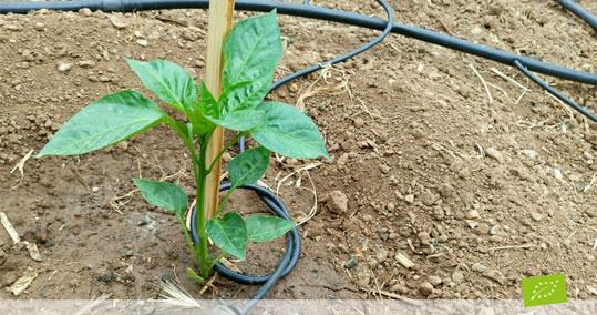 04-biologikes-agores