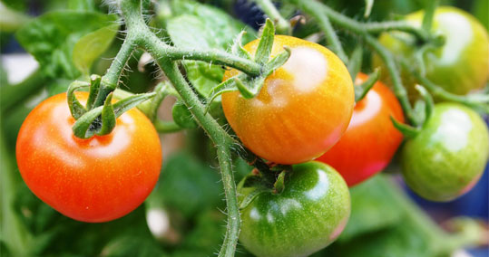 28-ntomata-biologiki