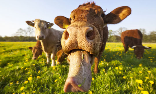 21-biologiko-kreas-gallia