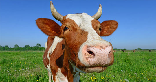 18-biologiki-ktinotrofia