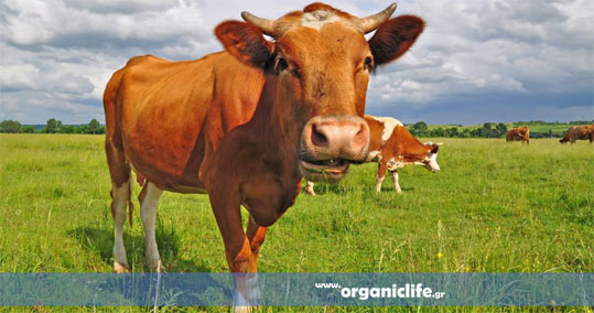 03-biologiki-ktinotrofia