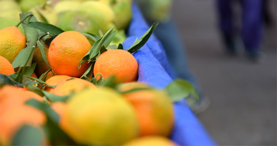 23-biologikes-laikes