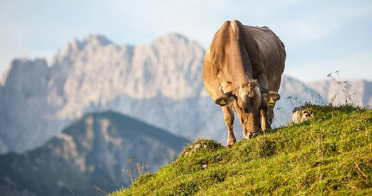 09-orini-ktinotrofia