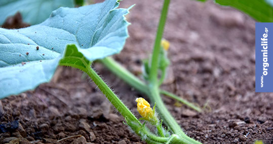 17-biologika-irlandia