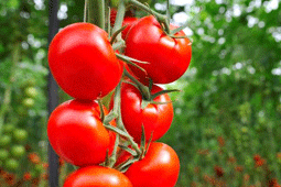 07-ntomates-9