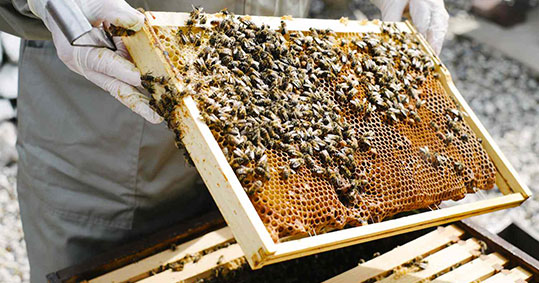 29-biologiki-melissokomia