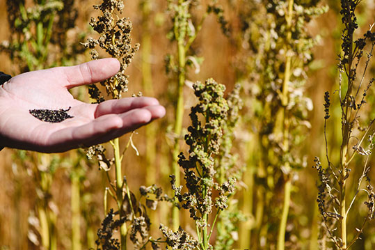 19-biologiki-kinoa-epidotiseis