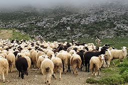 21-opekepe-paranomes-enisxiseis-9