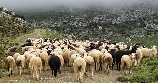 21-opekepe-paranomes-enisxiseis