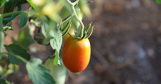 05-biologika-epidotiseis