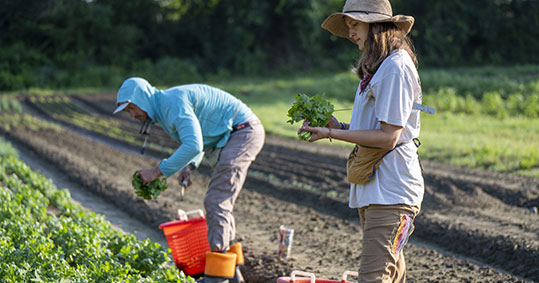 16-biologiki-kalliergeia