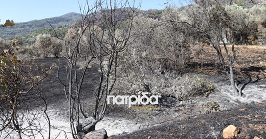 27-myrovolos-organic