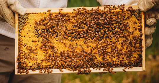 05-bilogiki-melissokomia