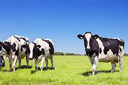 08-biologiki-ktinotrofia-9