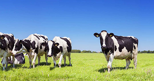 08-biologiki-ktinotrofia