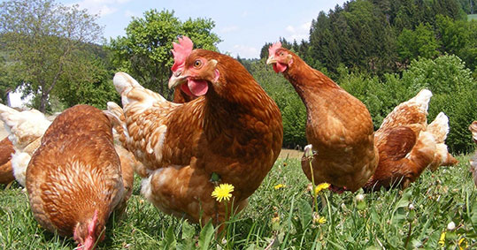 10-biologika-proionta