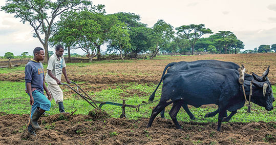 16-biologiki-kalliergeia