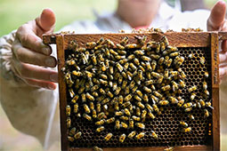 14-melissokomia-epidotiseis-9