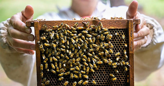 14-melissokomia-epidotiseis