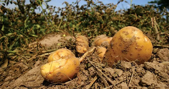 21-biologika-pliromes