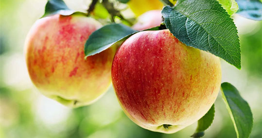 01-biologika-pliromes