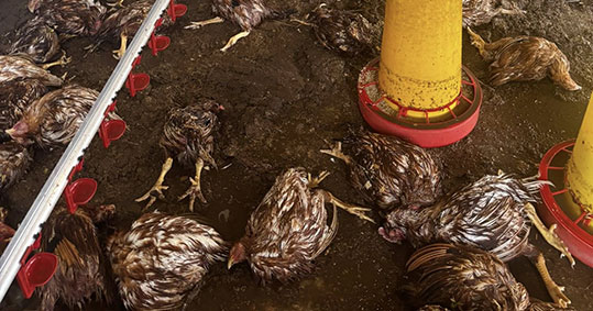 27-biogreco-katastrofi