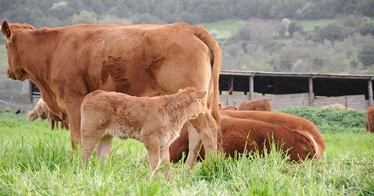 21-biologika-mosxaria