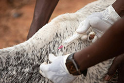 02-afthodis-piretos-9