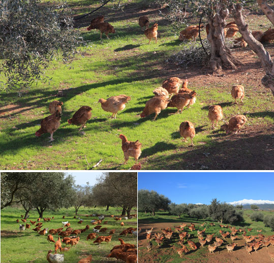 28-biologiko-kotopoulo-2