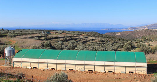 28-biologiko-kotopoulo-3