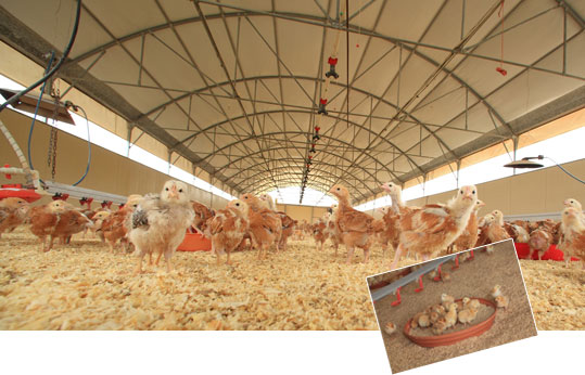 28-biologiko-kotopoulo-4