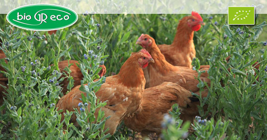 28-biologiko-kotopoulo