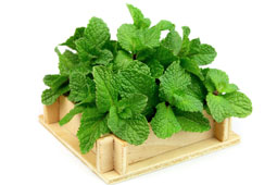 28-menta-9