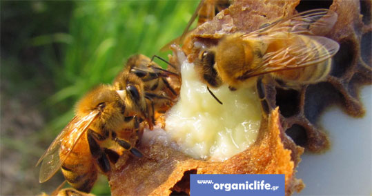 biologikos-bas-poltos-idiotites