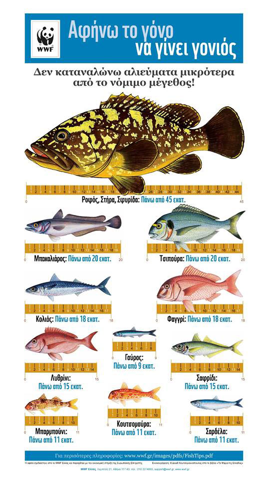 11-estiatorio-psaria