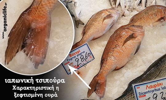 07-iaponiki-tsipoura