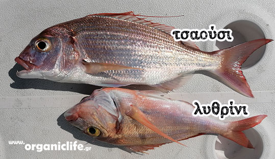 07-tsaousi---lithrini