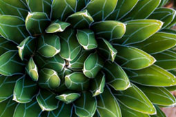 02-agavi-9