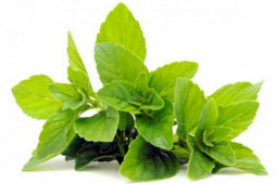 04-menta-9