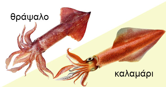 25-kalamari-thrapsalo