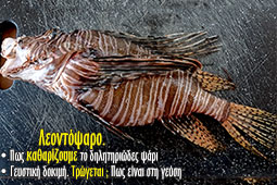 08-lion-fish---leontopsaro-9