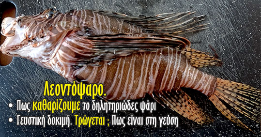 08-lion-fish---leontopsaro