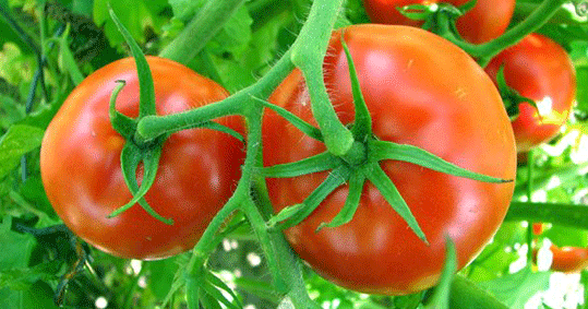 30-ntomates