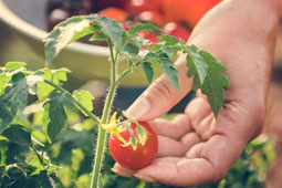 22-ntomates-9