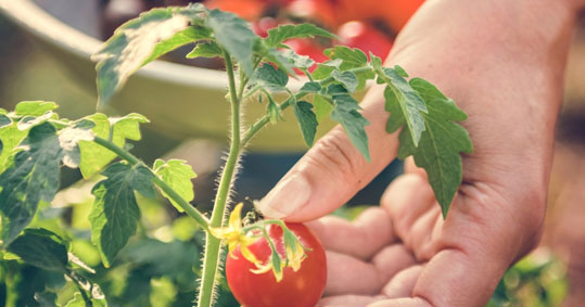 22-ntomates